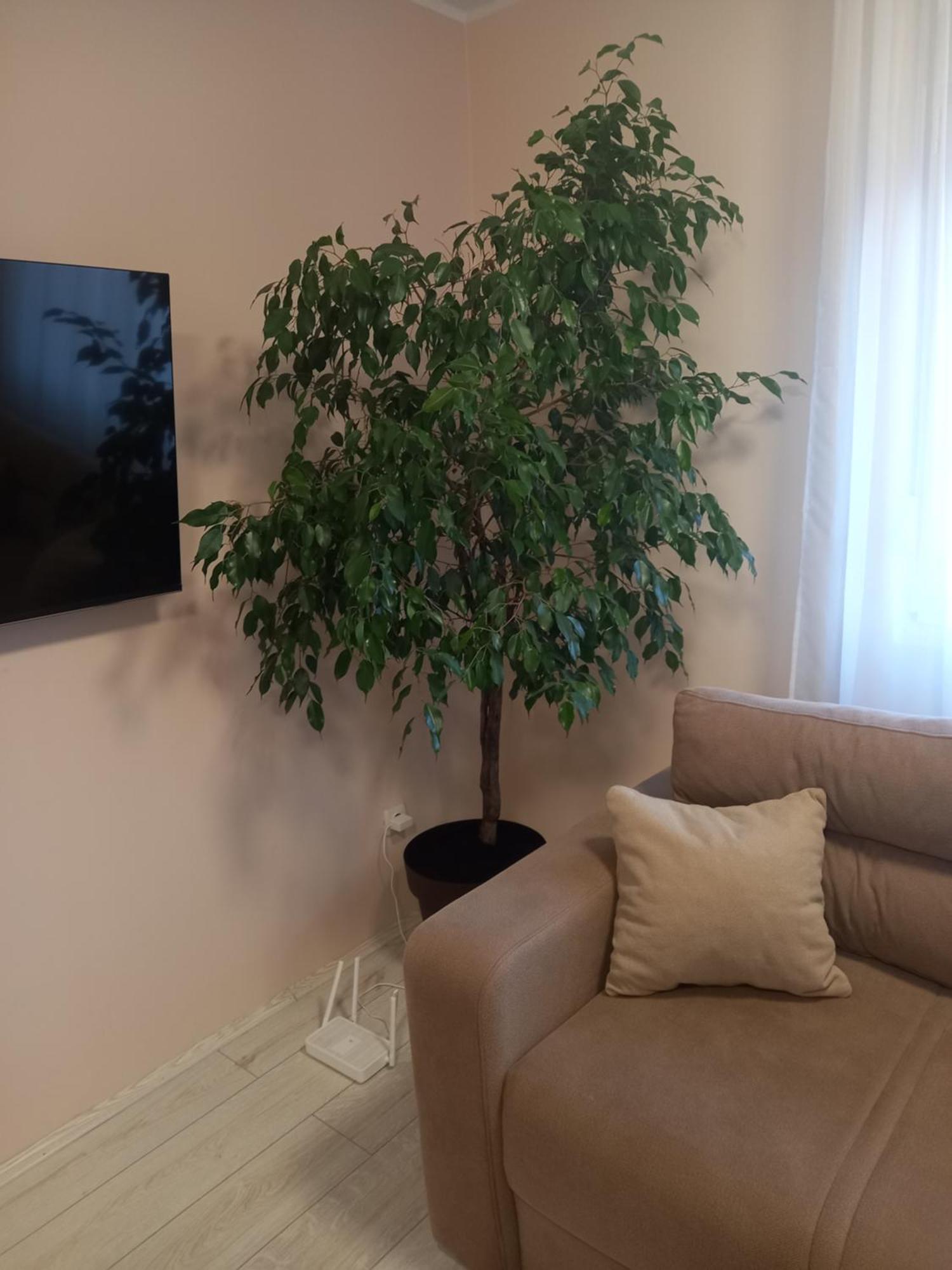 סמדרבו Leda Apartmani מראה חיצוני תמונה